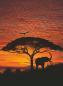 Preview: Fototapete 194 x 270 cm - 4-051 African Sunset – versandkostenfrei in D*